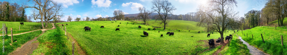 Panorama mit ländlicher Idylle, Kühe weiden in schöner Landsc