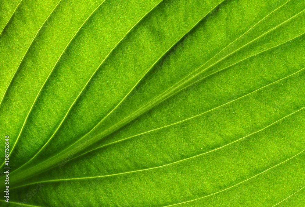  green leaf texture