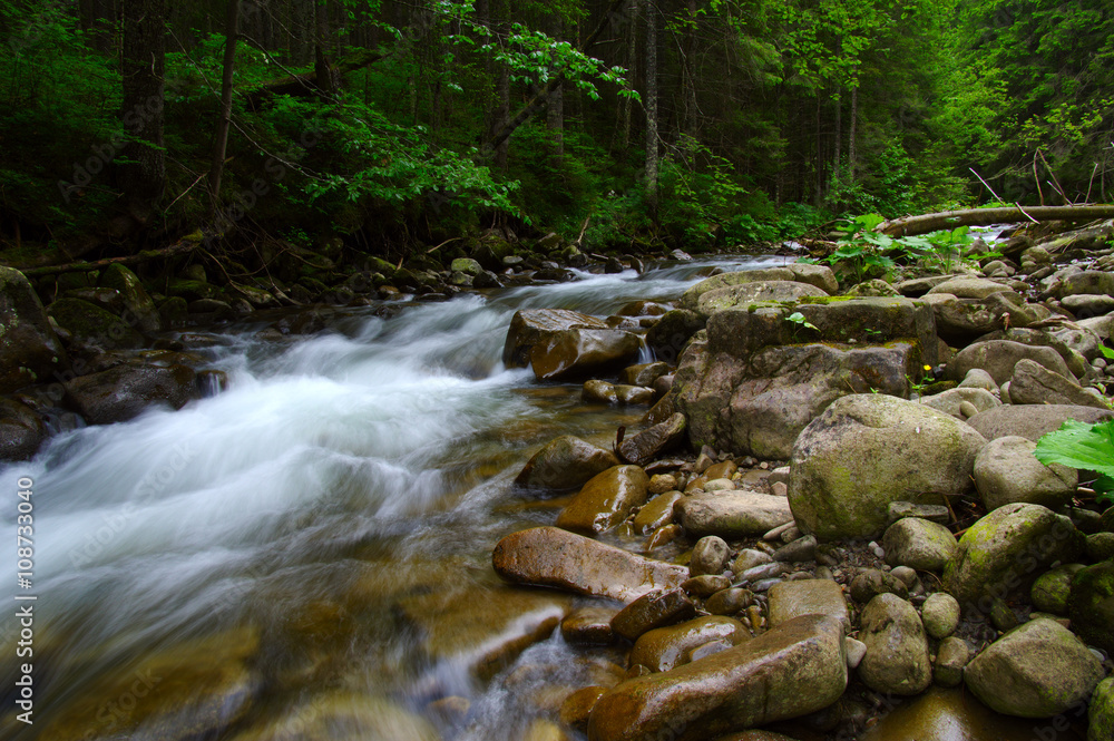 Mountain river in the green forest