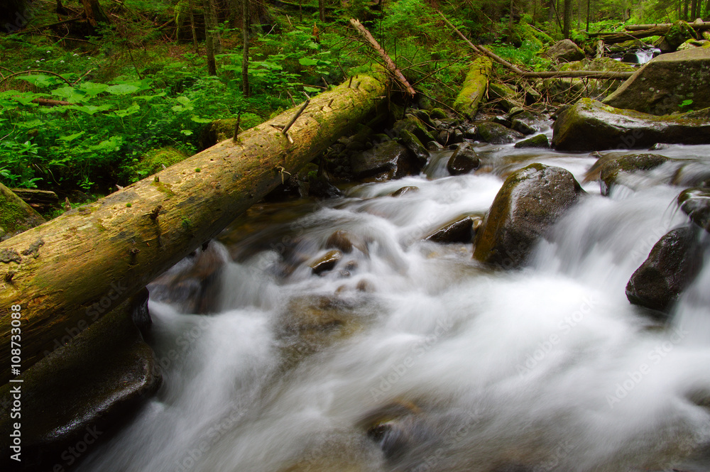 Mountain river in the green forest