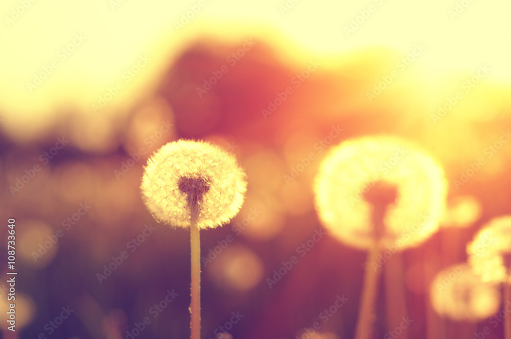 Dandelions in the sun