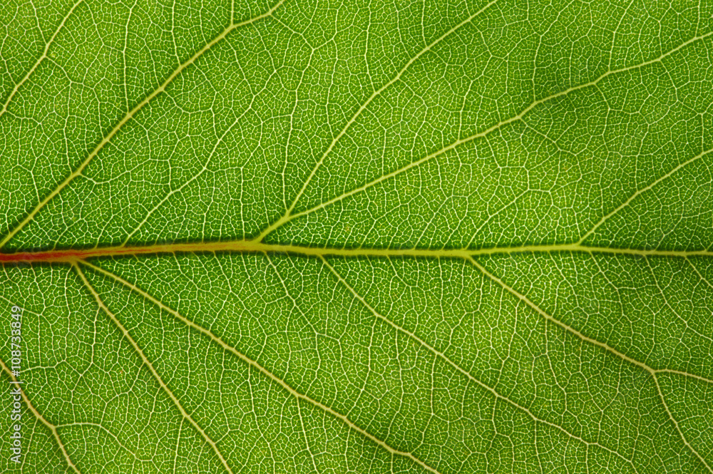  green leaf texture