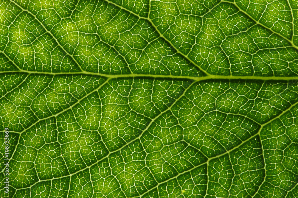  green leaf texture