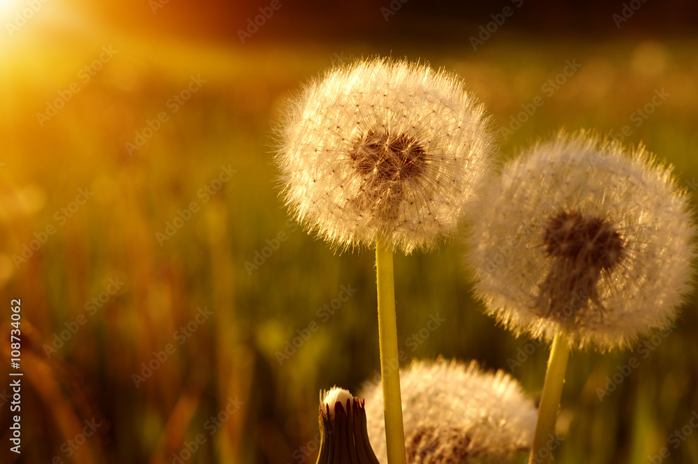 dandelions in the sun