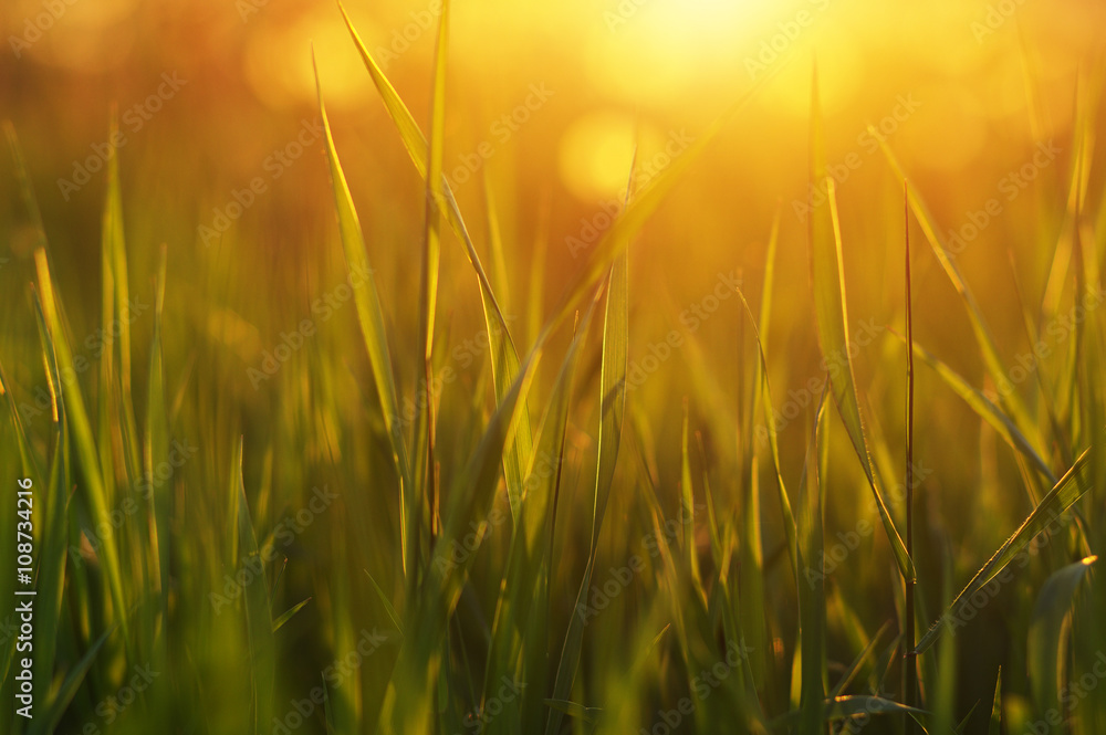 Green grass background