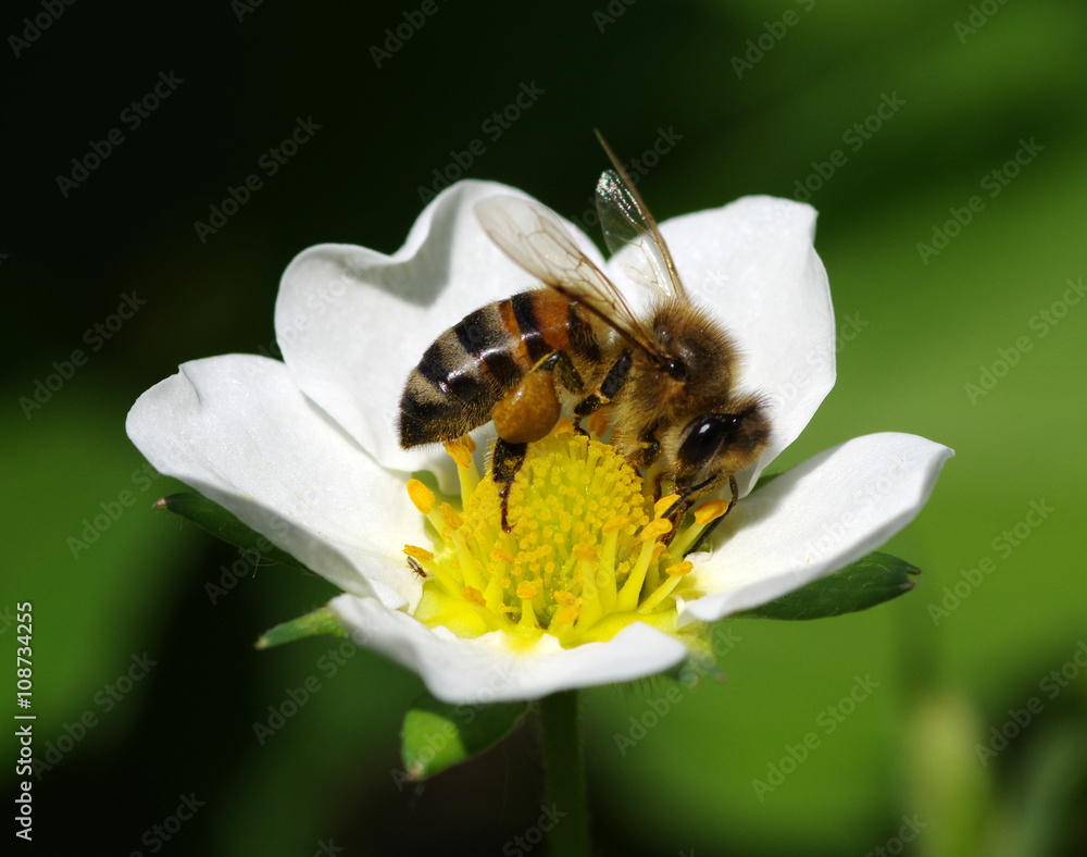 Bee on the flower