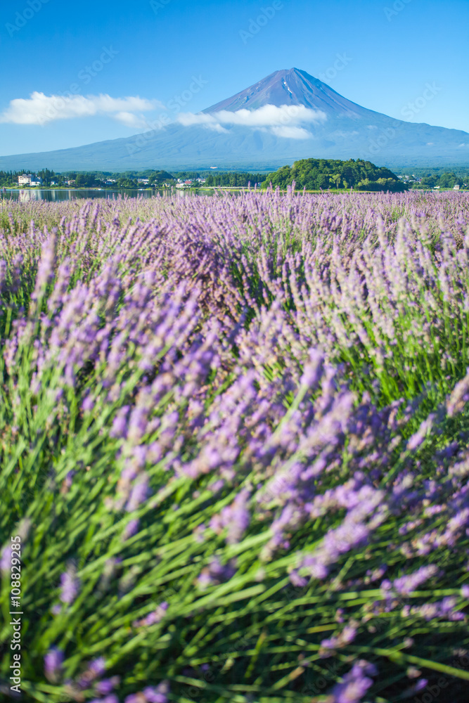 富士山和紫色的薰衣草在夏季川口湖的前景