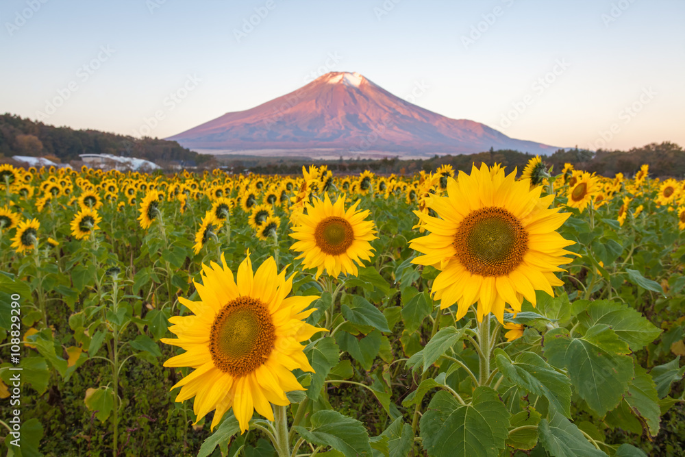 秋季山中花卉公园的向日葵田和富士山