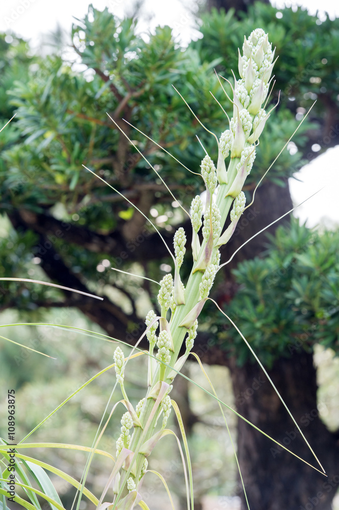 beaucarnea recurvata