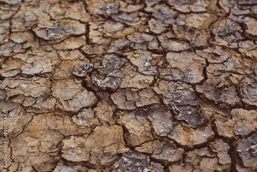 Drought, mud cracks in dry cultivated land