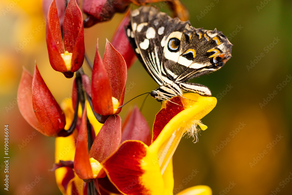 Closeup butterfly on flower blossom