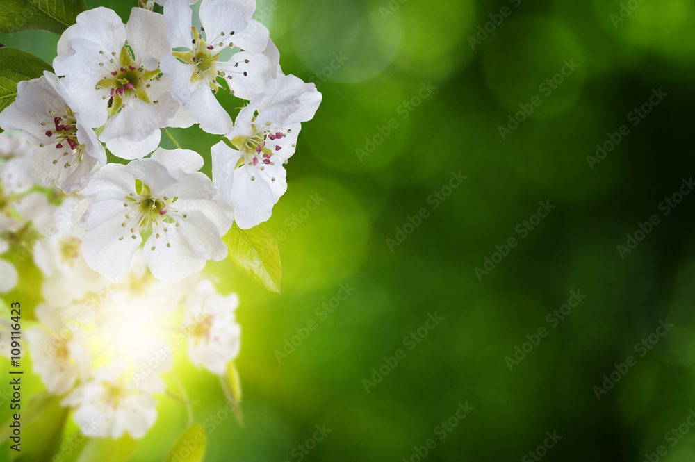 Spring blossom with soft blur background