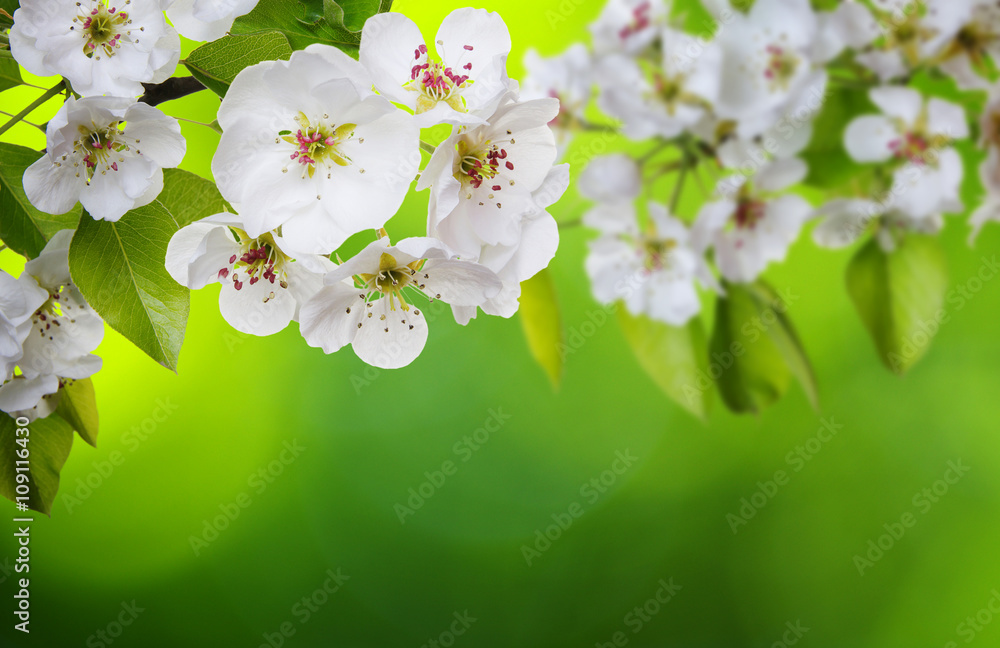 Spring blossom with soft blur background