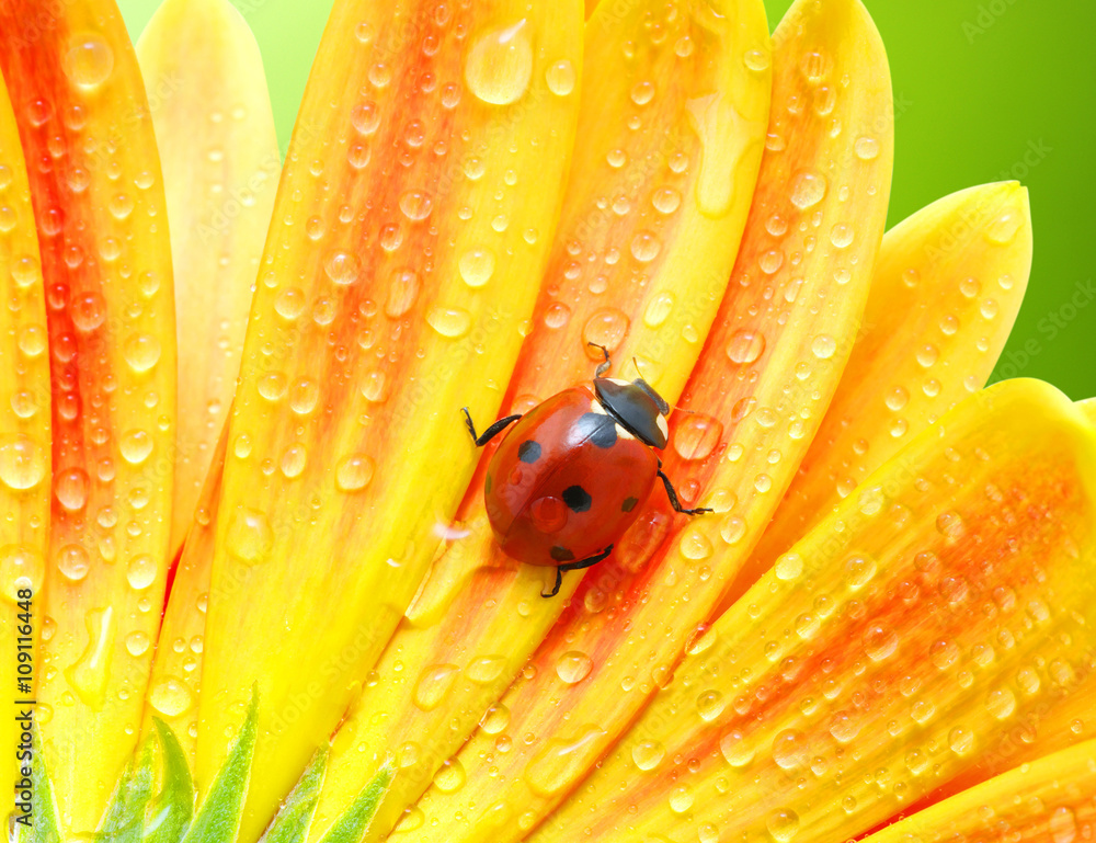 Ladybug and flower