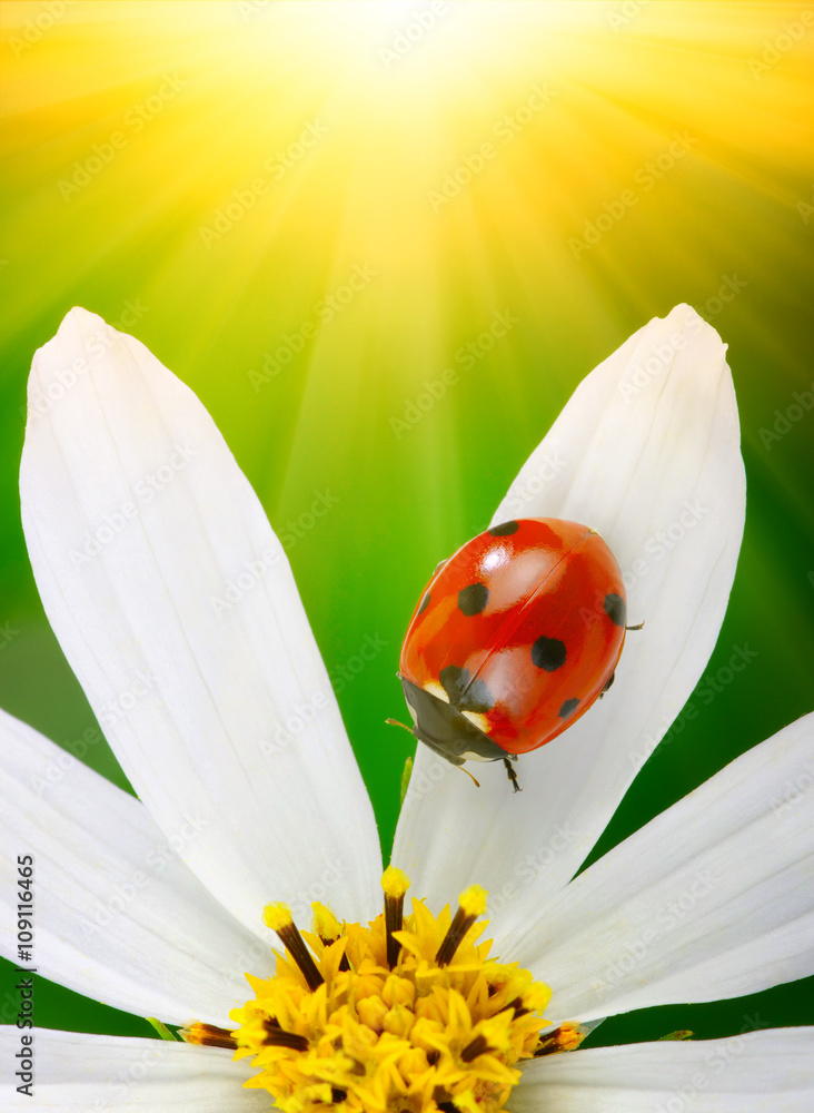 Ladybug and flower