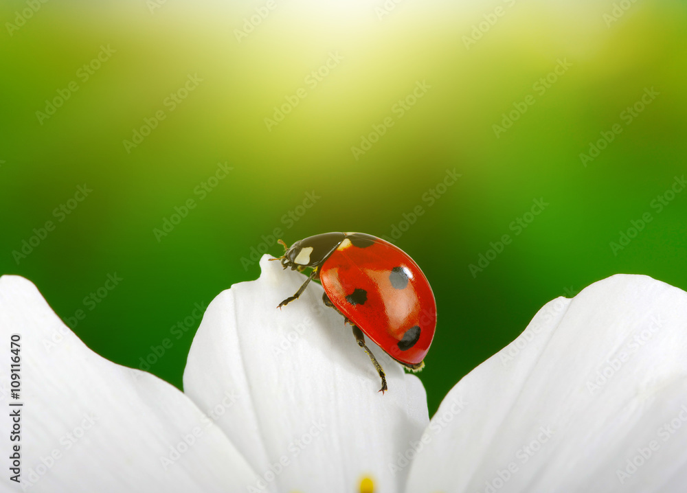 Ladybug and flower