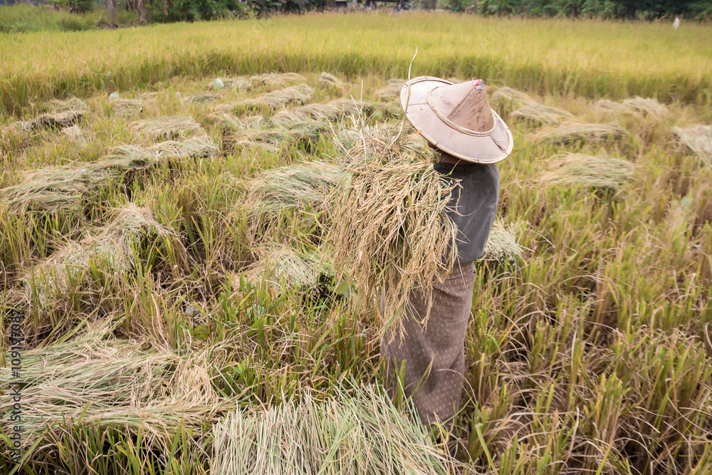 Farmers harvest rice.