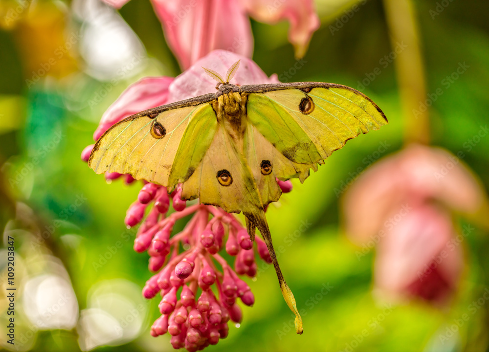 Actias Selene蝴蝶在花朵上绽放