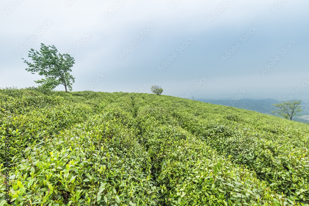 绿色茶园