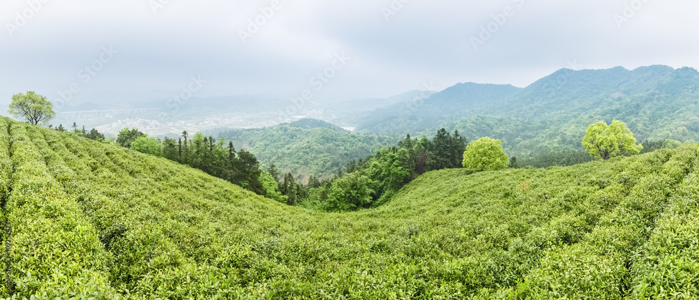 绿茶种植园