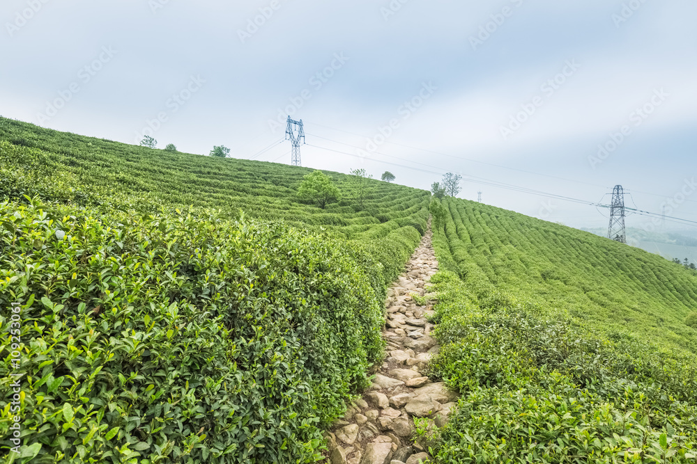 绿茶种植园