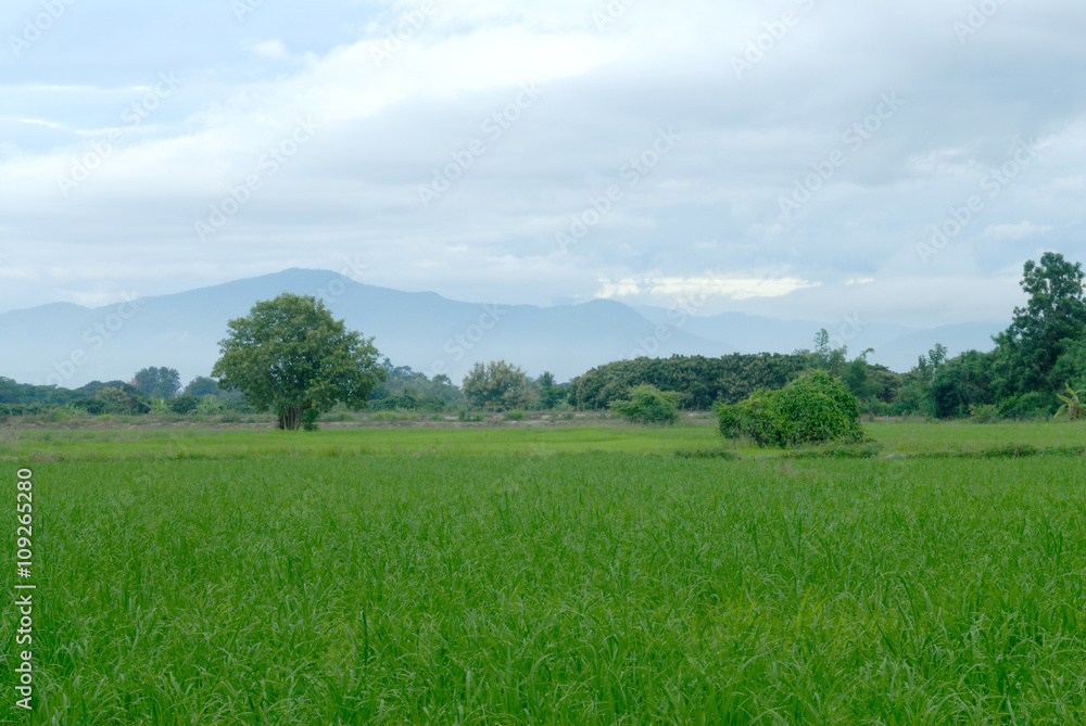 paddy field, north of thailand