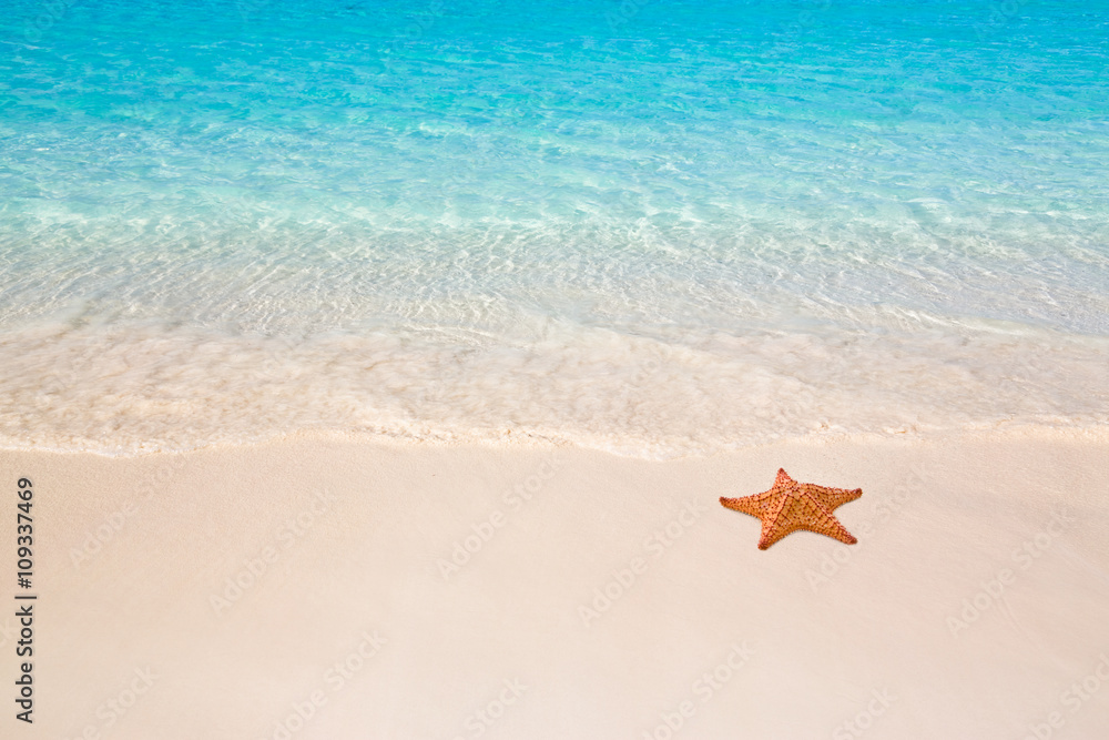 Starfish on beach