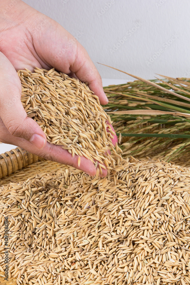 Hand holding golden paddy seeds,shallow Depth of Field,Focus on hand.