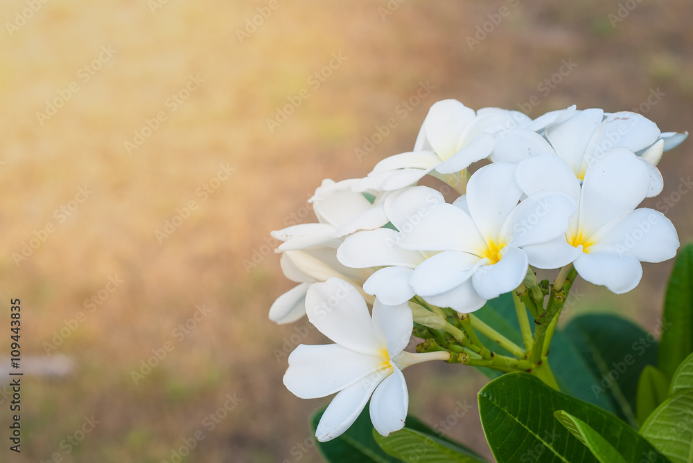 白色和黄色的鸡蛋花，晨光