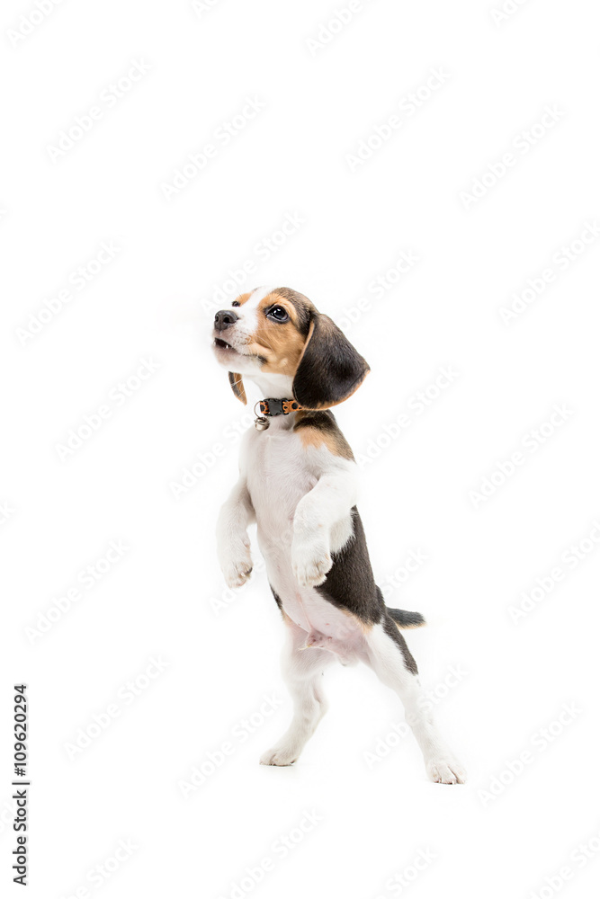 Happy beagle puppy on isolated background