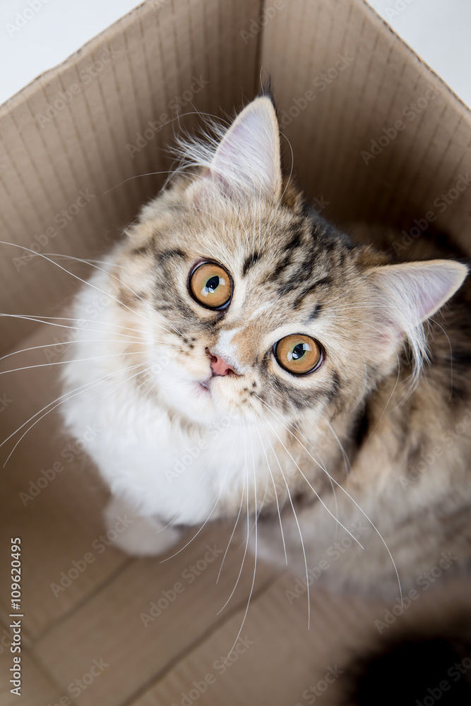 Lovely tabby persian cat playing in the paper box