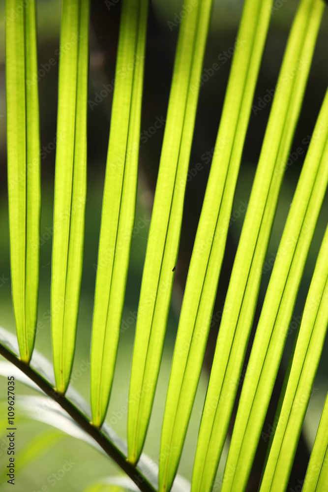 palm leaf background.