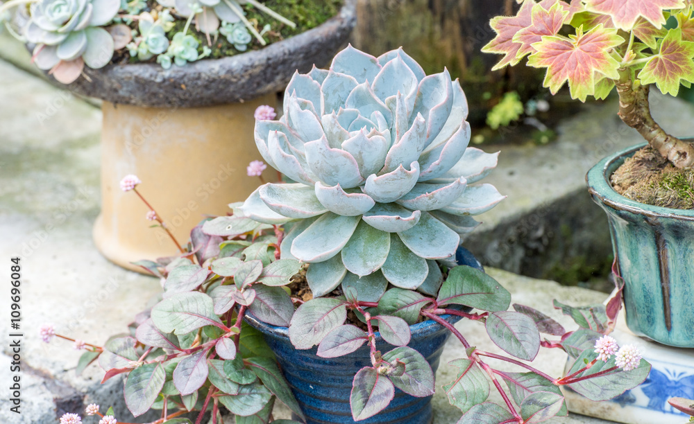 Echeveria（微型多肉植物）