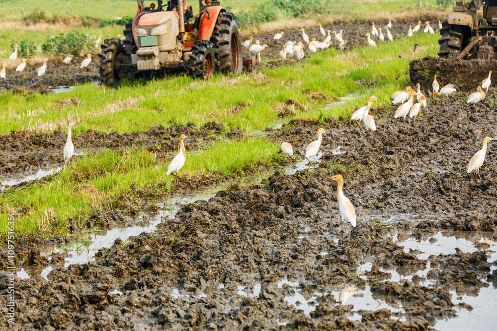 Agricultural tractor cultivated land in the paddy fields