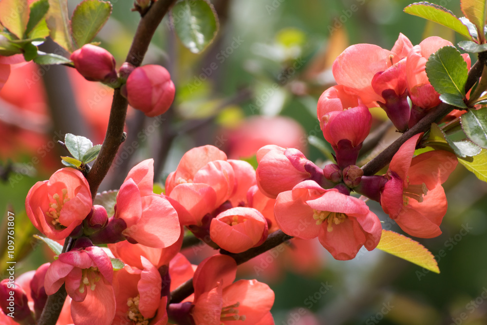 Chaenomeles Japonica. Chaenomeles japonica branches with beautiful flowers. Detail