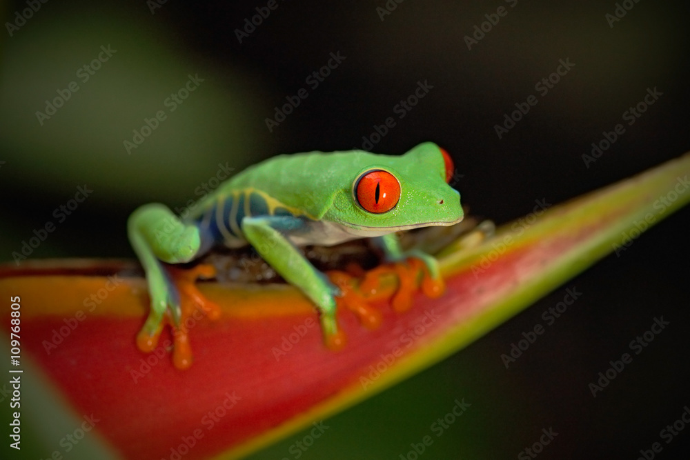 外来动物，红眼树蛙，Agalychnis callidryas，有大红眼的动物，在大自然中哈