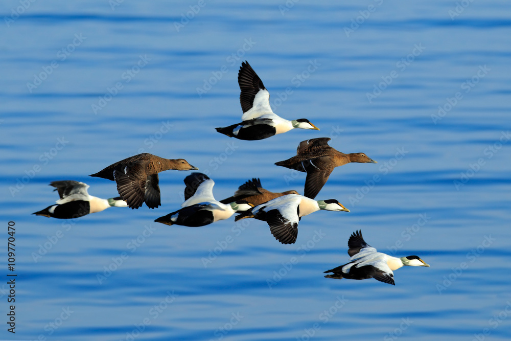 Eider，Somateria mollissima，成群的鸟，美丽的海鸟在深蓝色的海水上飞翔