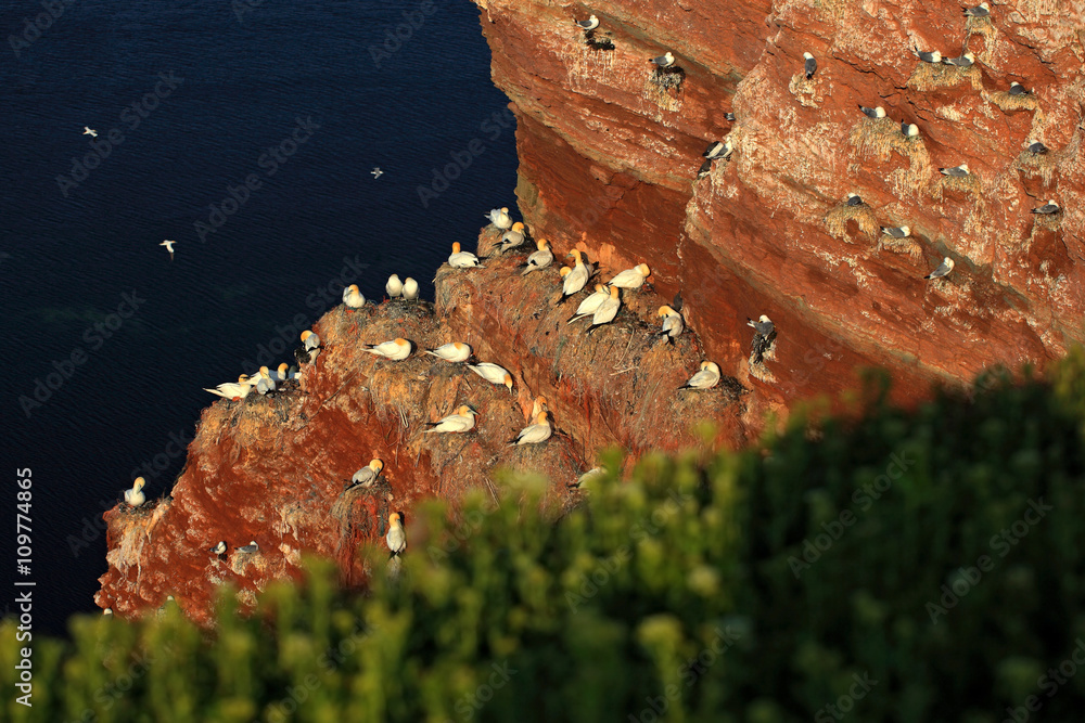 Northern gannet, Sula bassana, colony of sea birds, nesting time on the cliff cost, with dark blue s