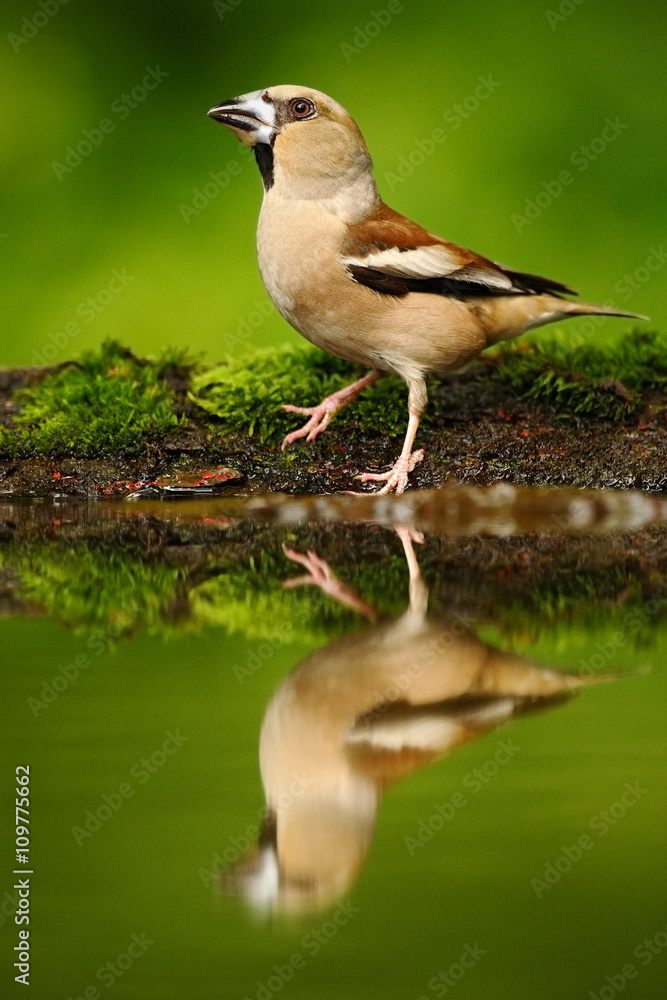 Hawfinch，Coccothraustes coccotraustes，坐在水中的棕色鸣禽，漂亮的地衣树膜