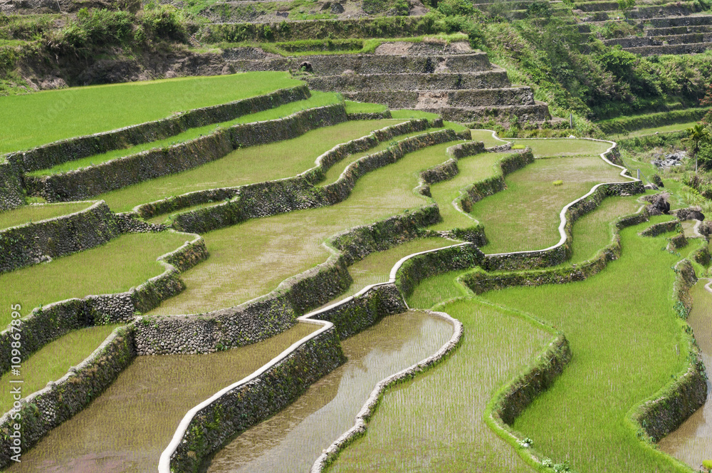 Reisterrassen/Reisterrasen in der Umgebung von Banaue，Batad auf der Insel Luzon，Philippinen，菲律宾吕宋岛。