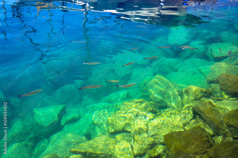 Fishes in turquise water of Atlantic ocean at Gran Canaria island