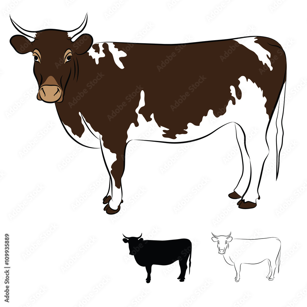 Cow Brown and White Coat isolated on white