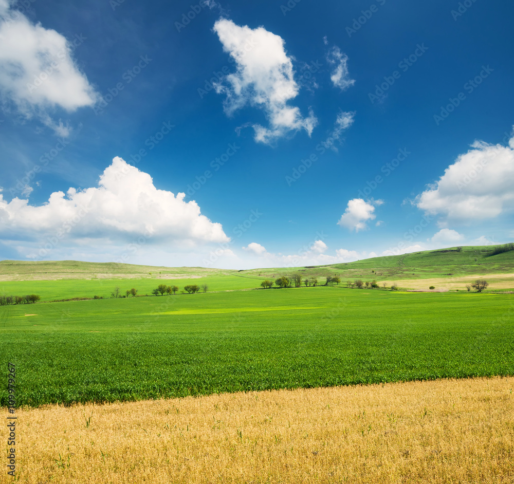 Field in the summer time. Agricultural landscape as a background