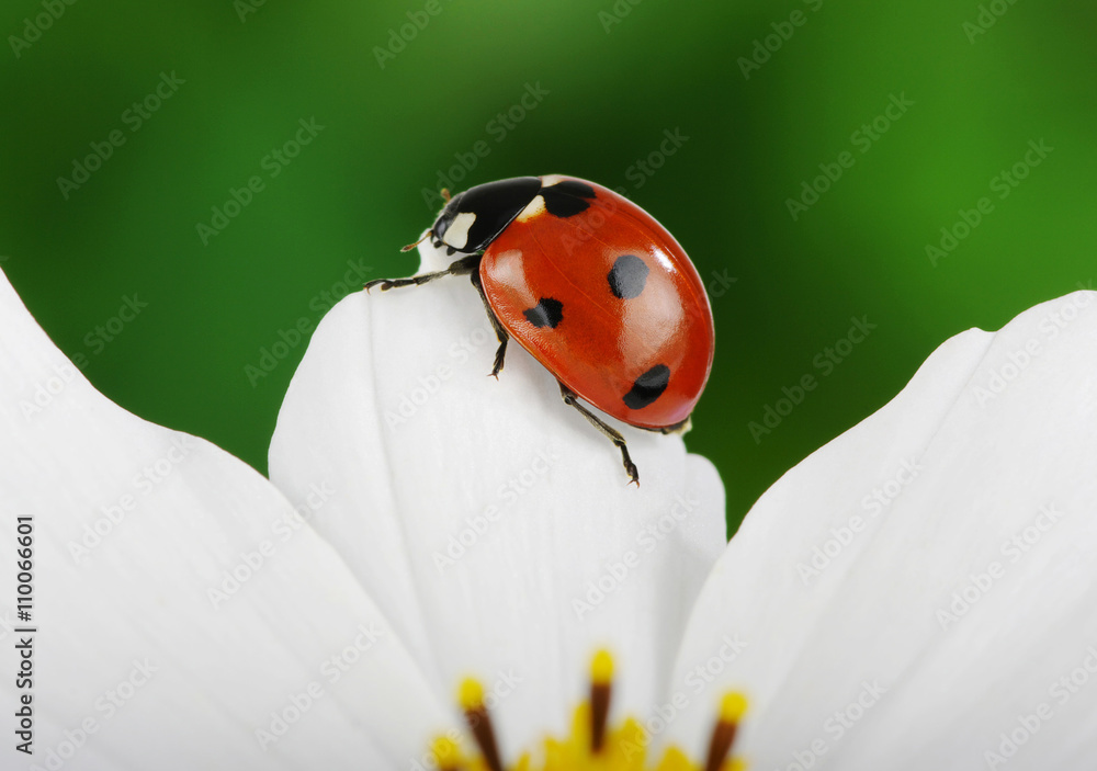 Ladybug and flower