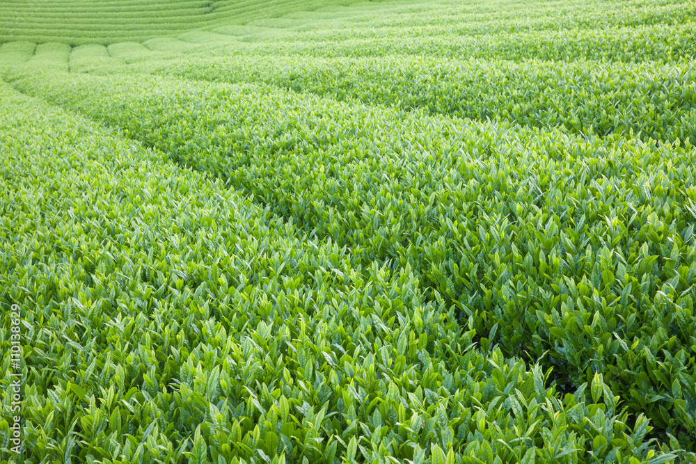 Close - up Japan green tea farm in spring season