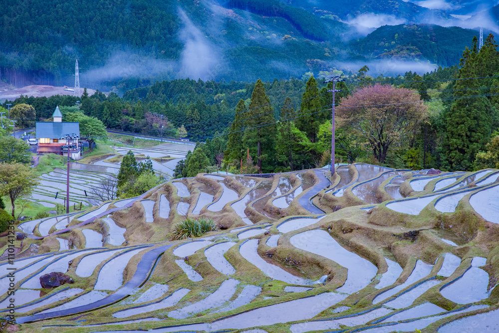  Terraced rice field at Maruyama Senmaida , Kumano City, Mie Prefecture , Japan