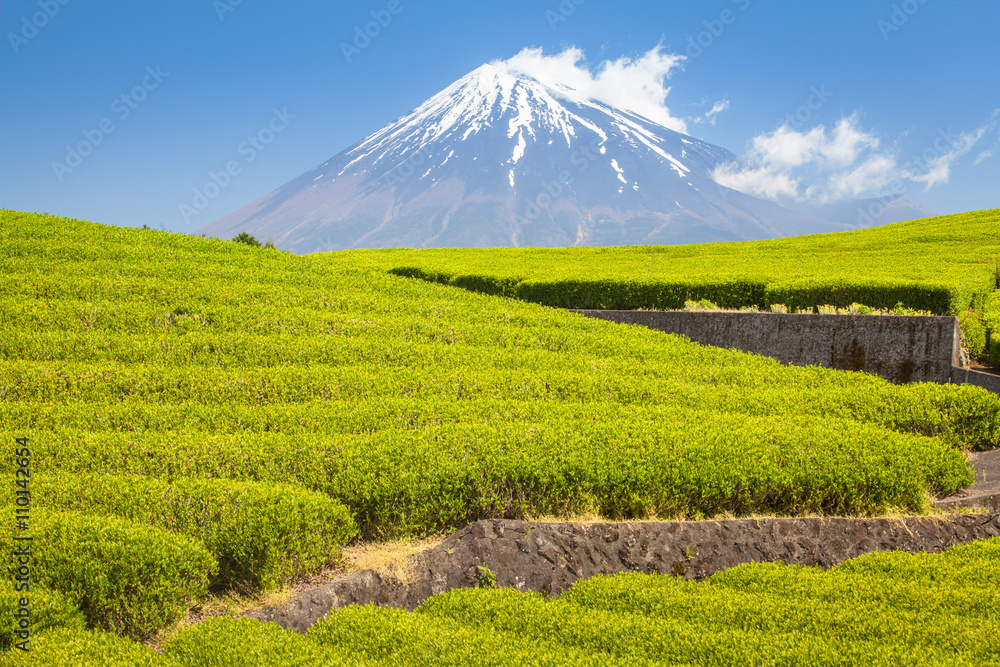 静冈县春天的茶园和富士山