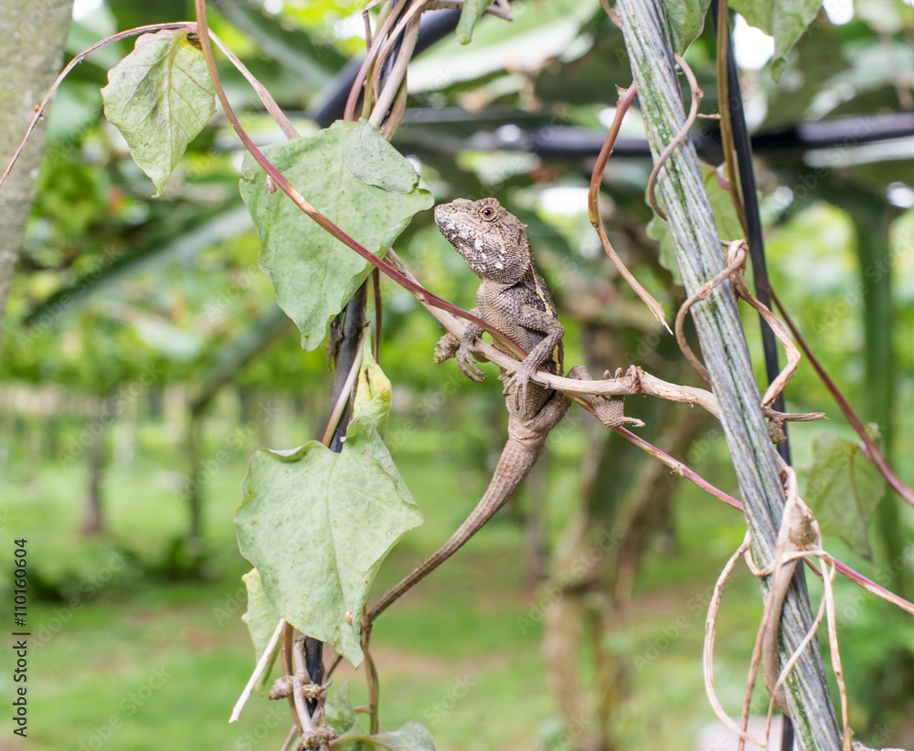 lizard in the vineyard