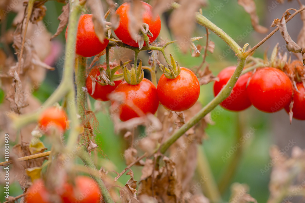 Wild Tomato, Love Apple, Lycopersicum esculentum Mill