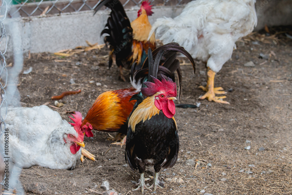 close up portrait of bantam chickens, poultry